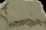 Dawn Redwood (Metasequoia) Fossil - Montana #165181-1